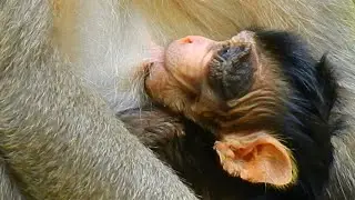 What happen with new baby monkey?, Baby monkey black eyes