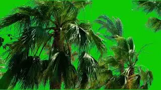 palm tree green screen