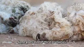 Groundbreaking Exposé: Goats Thrown, Cut, and Killed for Mohair