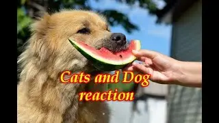 Cats and dogs reactions 4 l Reaction on food l Animal reactions