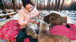 THE LYNXES PLAYED OUT IN THE COLD / Beavers caused a flood in the house / The dog returned