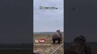 Назойливые лебеди разогнали всех гусей, а мы их 