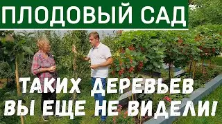 Плодовый сад. Уход за плодовыми деревьями. Плодовые кустарники. Планирование плодового сада.