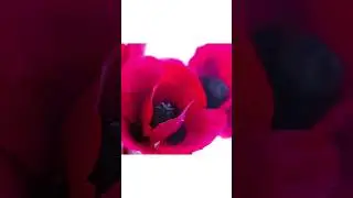 Сахарная флористика 🌺  