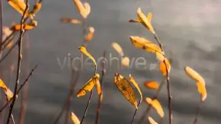 Stock Footage - Autumn Yellow Faded Leaves And Lake 3 | VideoHive