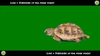 Turtle Walking On Green Screen