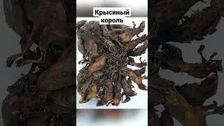 Жуткое явление - крысиный король