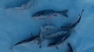 Рыбалка на Томи Зимой в ПЯТКОВО томь зимняярыбалка безмотылка