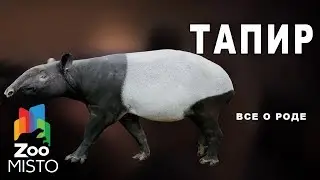 Тапир - Все о отряде непарнокопытных |  Отряде непарнокопытных тапир