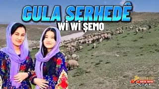 Gula Serhede - Wi Wi Şemo-Govend Halaylar Hareketli Potpori Dawet