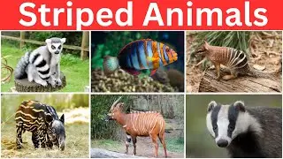 Striped Animals ll Learn Striped Animals Name in English with Pictures