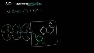 АТФ.Аденозинтрифосфат (видео 1)| Фотосинтез | Биология