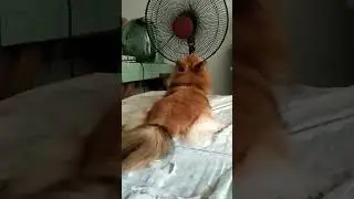 Hayahay ang buhay 😂😂😂