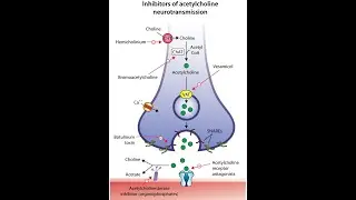 Inhibition of acetylcholine neurotransmission