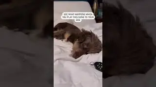 See what happens when you play this song for your dog #puppy #dog