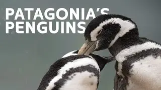 Discovering The Wild Heartbeat Of Patagonia