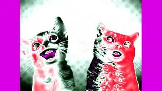 Preview 2 Numa Cat effects [Sponsored by Ecuavisa Csupo effects]