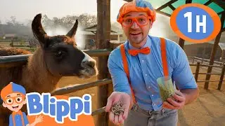 Blippi Meets a Cute  Llama at a Petting Zoo in Brazil! | Blippi | Educational Videos | Moonbug Kids