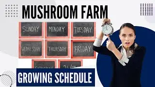 Mushroom Farm Grow Schedule: Growers guide for fruiting continuous crop cycles each week