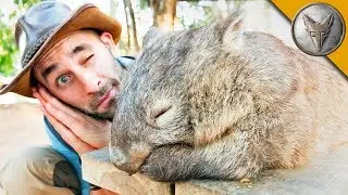 DONT WAKE the WOMBAT?!