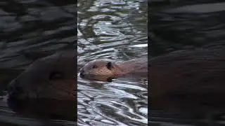 Amazing Facts About Beavers - Fun Beaver Facts