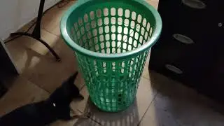 Dog vs Basket