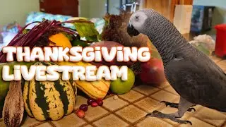 Thanksgiving Feast For Apollo