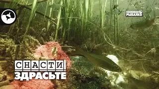 Прикормка под водой. Советы поплавочникам | Снасти, здрасьте!