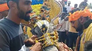 #VTN bulls in dasanapuram jallikattu bull festival hori habba part 4