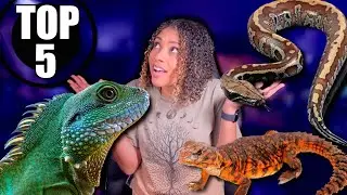 Top 5 BEST Intermediate Reptiles