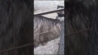 Страус Эмму в зоопарке Сказка 
