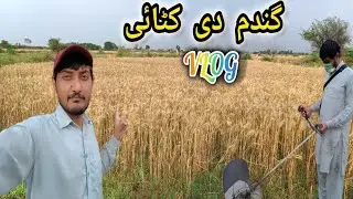 GANDUM Ki KATAI | Village Life in Wheat 🌾 Season Pakistan |Wheat Harvest With Machine| #3 Vlog