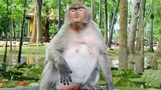 Monkey Jill demands too much food for her pregnancy - Pregnant monkey Jill so hungry