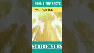 Tallest tree in the world in hindi | ITF Facts #shorts #short