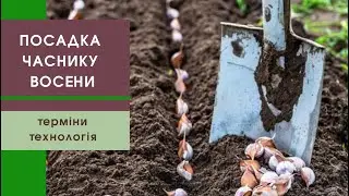 Правила посадки озимого часнику