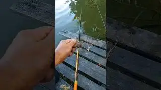 убойная приманка на карася