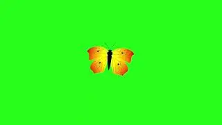 butterfly green screen animation