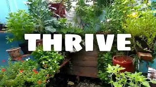 Plants That Thrive In Nicaragua