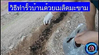 ทำรั้วบ้านด้วยเมล็ดมะขาม สวยงาม ประหยัด