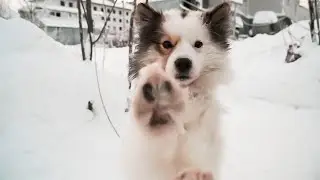 Ненецкие оленегонные лайки | Ялэмдад нумгы