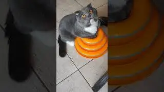 Очаровательный Марсик 🐱