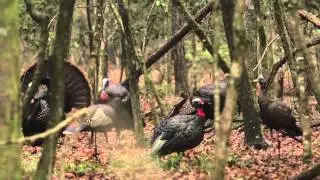 Avian X Turkey Season 4 - EXTENDER Trailer