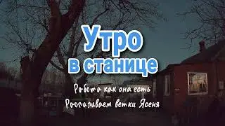 Утро в станице // Работа, как она есть // отпиливаем ветки ясеня