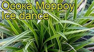 Осока морроу Айс Денс. Краткий обзор, описание характеристик carex morrowii Ice dance