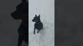 Бугай Алабай Лал Барыс в новом доме.