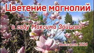 Цветение магнолий в саду Максима Зайцева, г.Минск, весна 2024