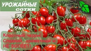 Классный томат черри для теплиц. Тутти-фрутти. Сладкий и урожайный!