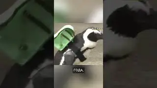 Учебный год в Японии: пингвины тоже идут учиться! 
