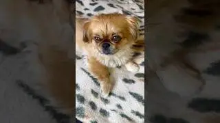 Собачка Отомстила Маме 