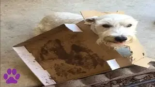 Who Needs Chew Toys When Cardboard Boxes Exist?